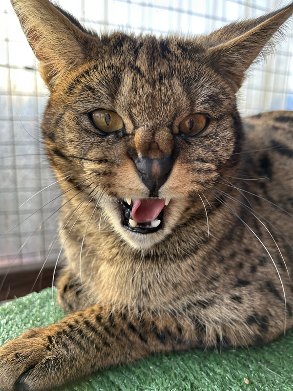 Gayzette Exotic Cats