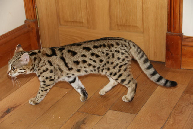 F1 savannah female we have bred and sold