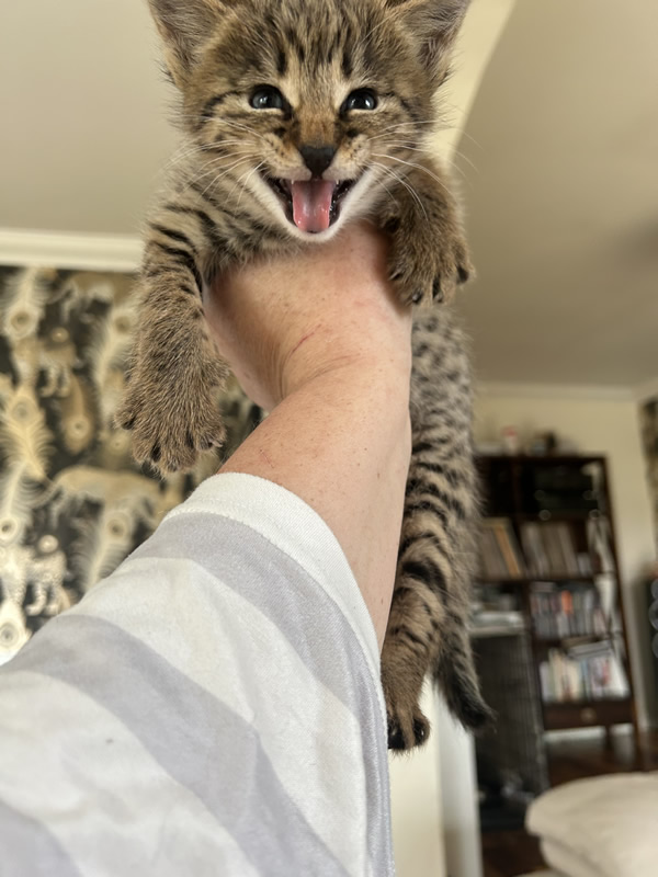 Gayzette Exotic Cats