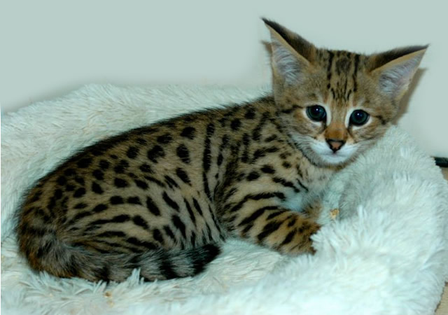 Exotic Felines for Sale