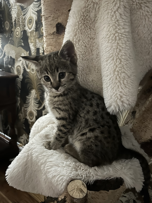 Savannah Kittens