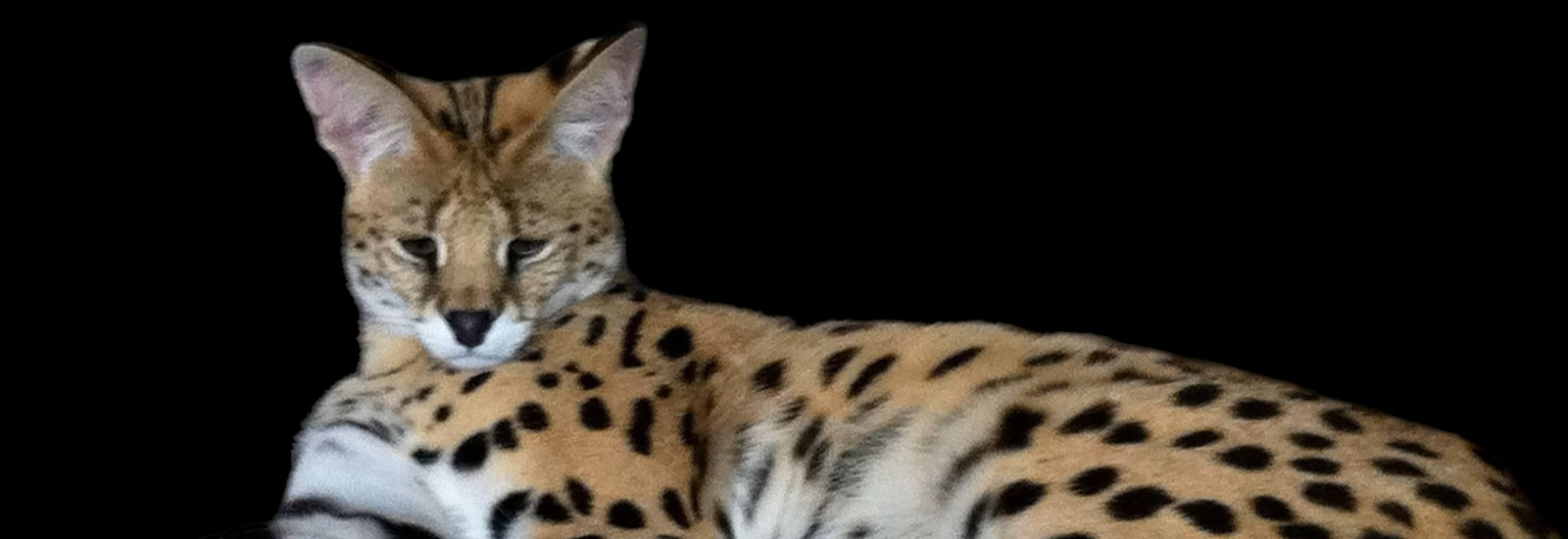 Gayzette Exotic Cats