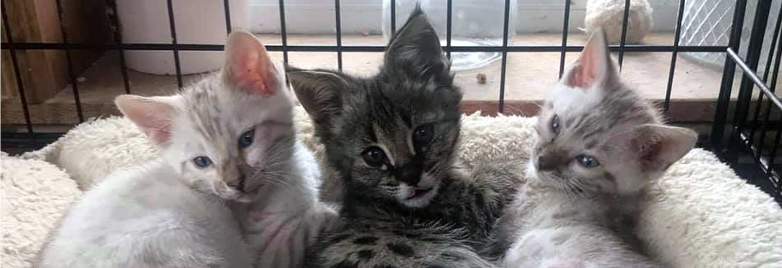 Gayzette Exotic Cats