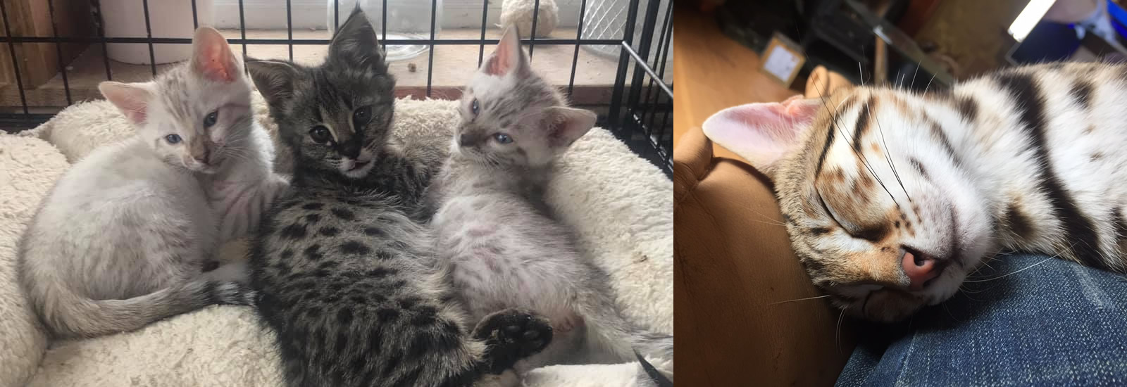 Gayzette Exotic Cats