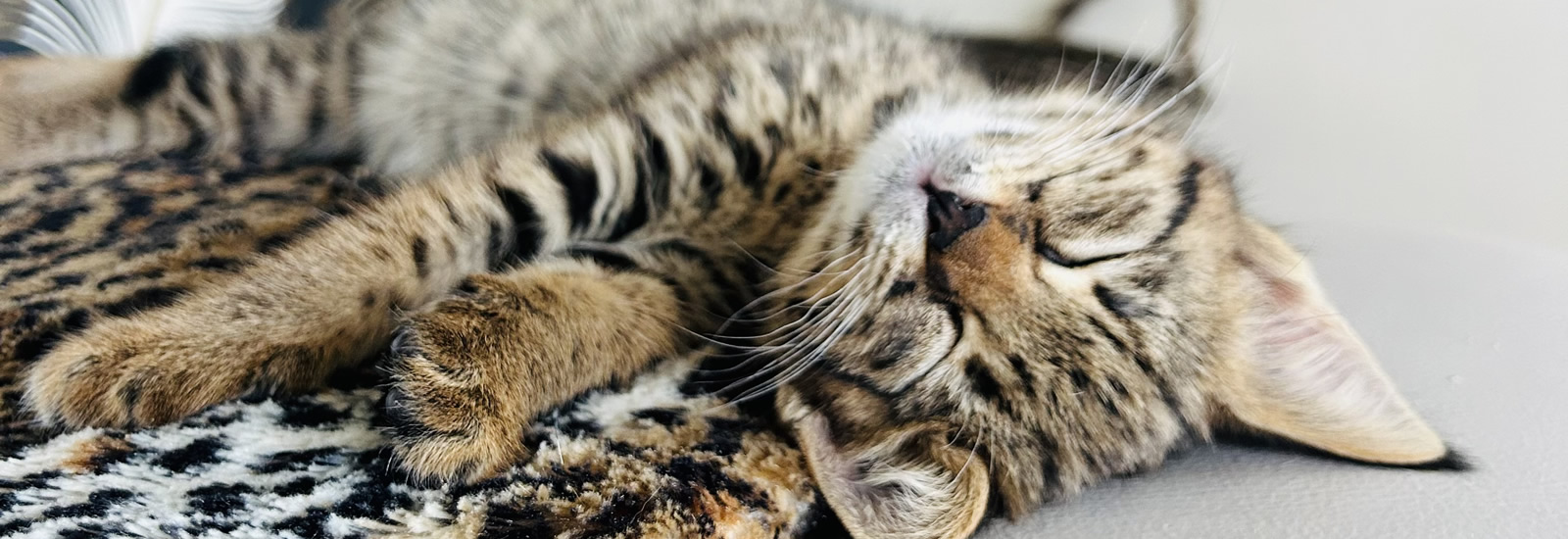 Gayzette Exotic Cats