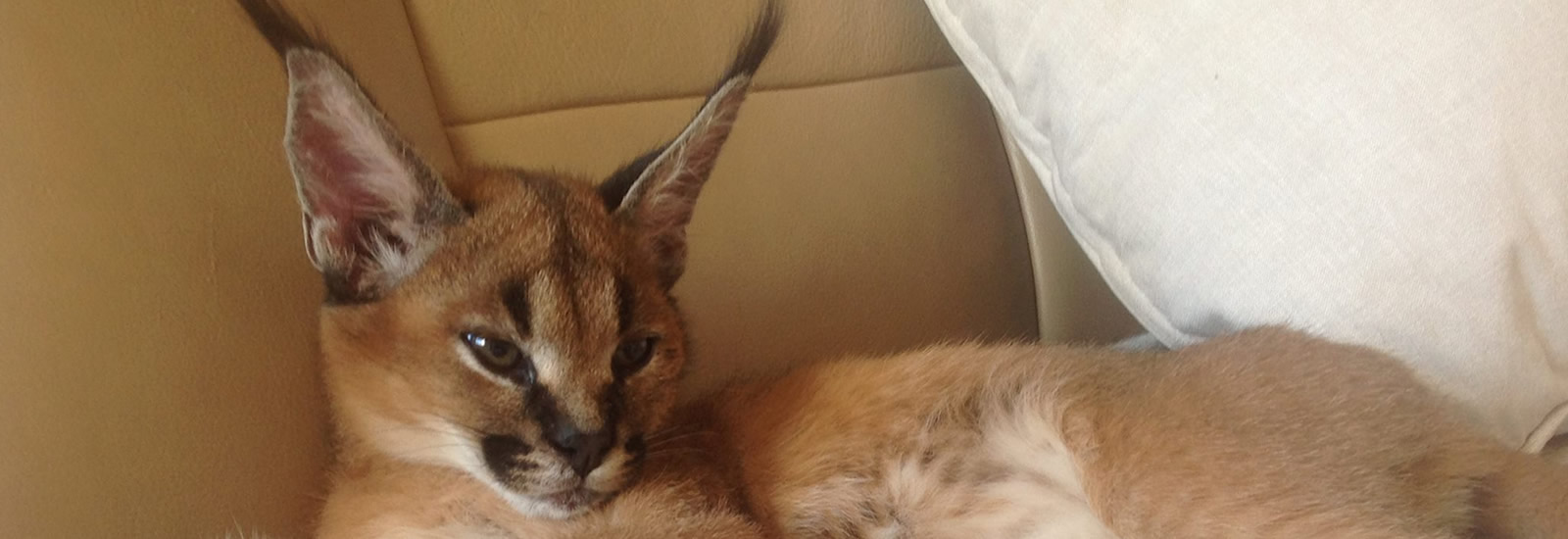 Gayzette Exotic Cats