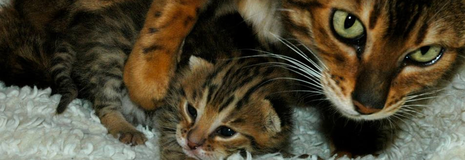 Gayzette Exotic Cats