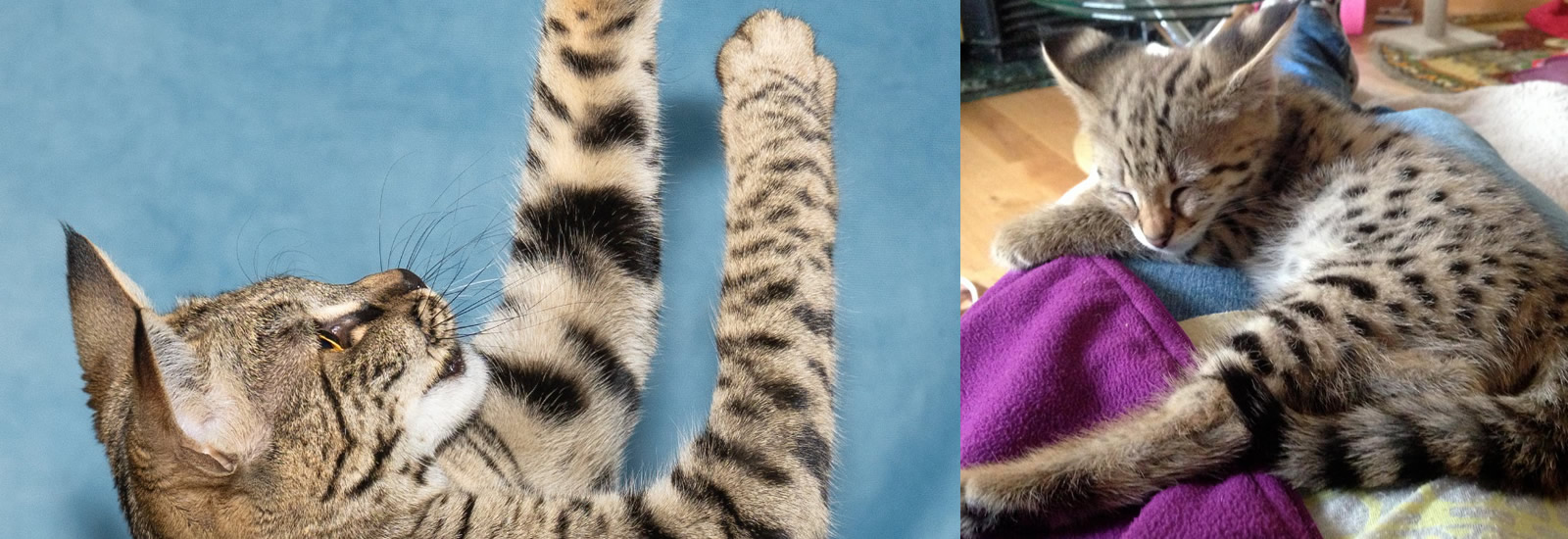 Gayzette Exotic Cats