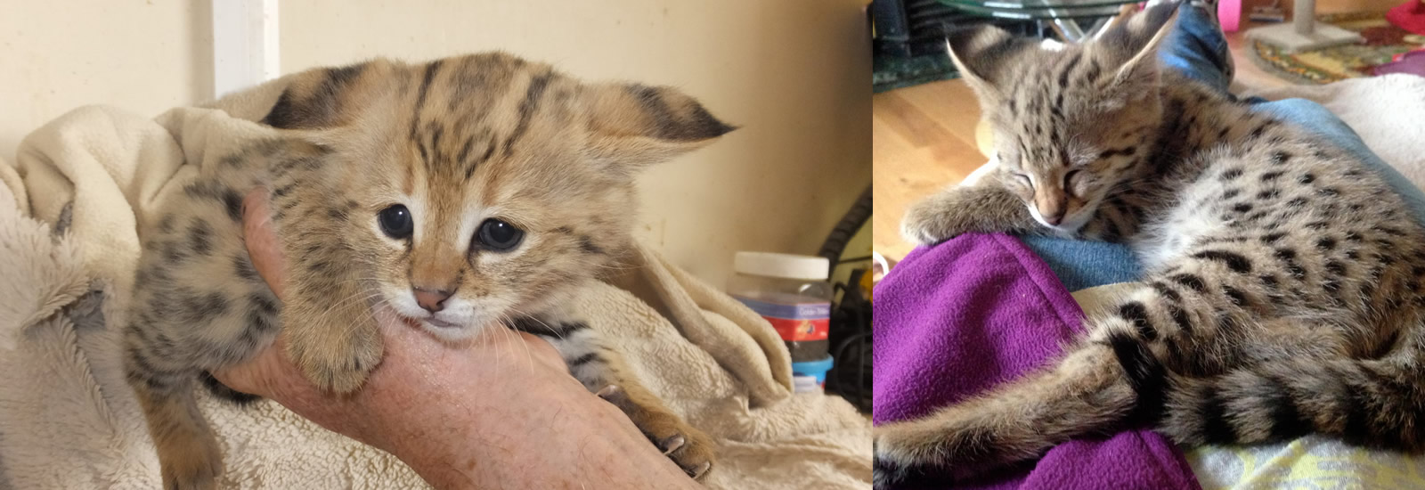 Gayzette Exotic Cats